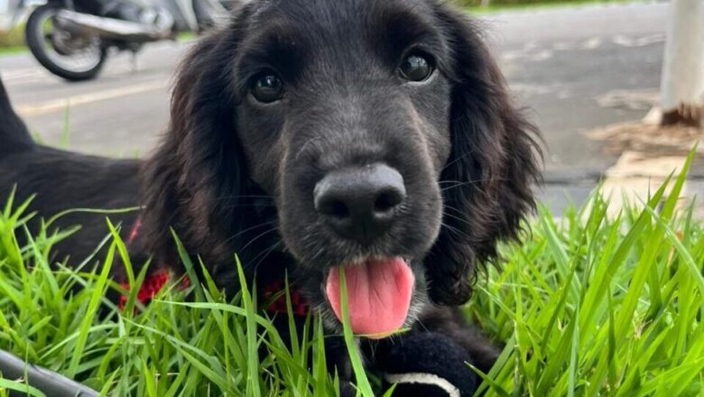 SSP do Piauí recebe filhotes de Cocker Spaniel que serão treinados para reforçar o combate à criminalidade