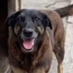 MP de Santa Catarina pede exumação do corpo do cão Orelha para nova perícia