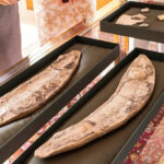 Após três décadas, Brasil repatria fósseis de 110 milhões de anos da Bacia do Araripe