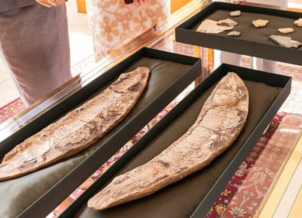 Após três décadas, Brasil repatria fósseis de 110 milhões de anos da Bacia do Araripe