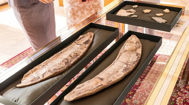 Após três décadas, Brasil repatria fósseis de 110 milhões de anos da Bacia do Araripe