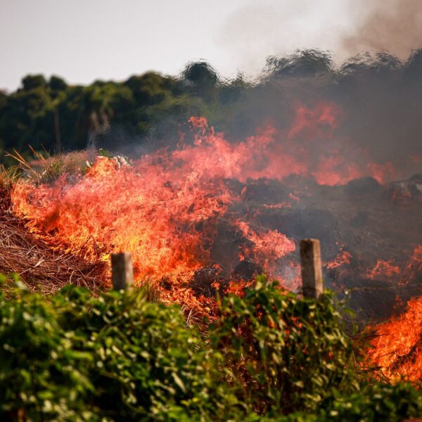 Piauí abre seleção para plano estadual de combate a incêndios florestais