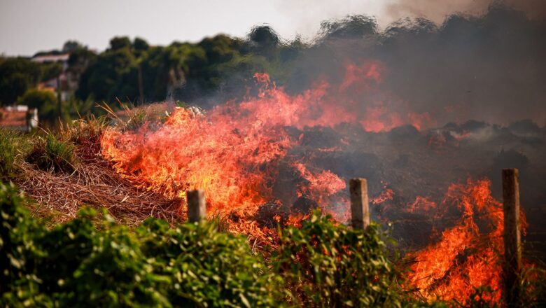 Piauí abre seleção para plano estadual de combate a incêndios florestais