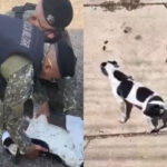 Cães vítimas de maus-tratos são resgatados na zona Sudeste de Teresina