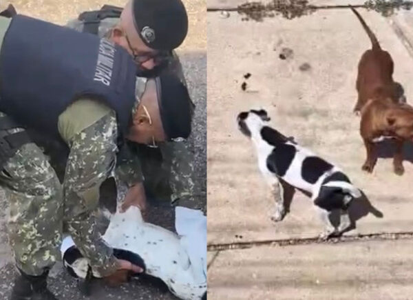 Cães vítimas de maus-tratos são resgatados na zona Sudeste de Teresina