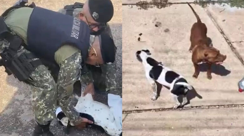 Cães vítimas de maus-tratos são resgatados na zona Sudeste de Teresina