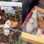 Sete filhotes de gato são resgatados após abandono em área com lixo na zona Sul de Teresina