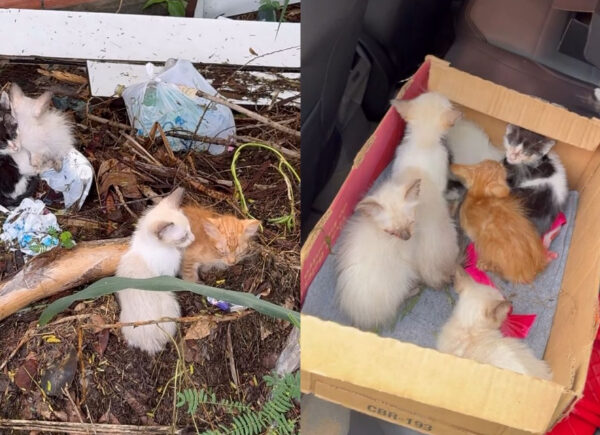 Sete filhotes de gato são resgatados após abandono em área com lixo na zona Sul de Teresina