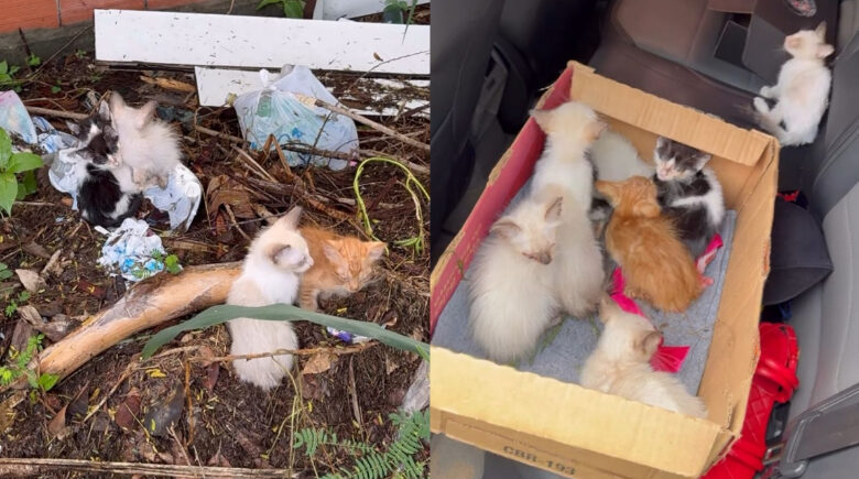 Sete filhotes de gato são resgatados após abandono em área com lixo na zona Sul de Teresina