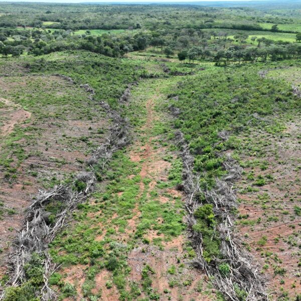 Operação Caatinga Resiste identifica mais de 1.500 hectares de desmatamento ilegal no Piauí e estima multas de R$ 2 milhões