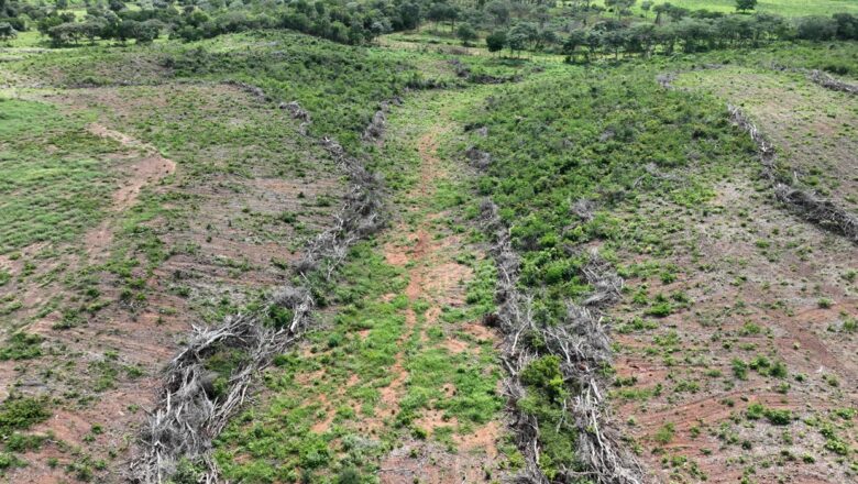 Operação Caatinga Resiste identifica mais de 1.500 hectares de desmatamento ilegal no Piauí e estima multas de R$ 2 milhões