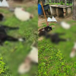 Mais de 10 bodes morrem após ataque de cães na zona rural de Beneditinos