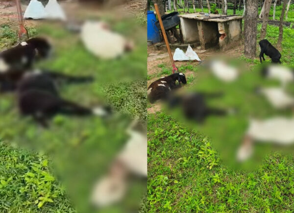 Mais de 10 bodes morrem após ataque de cães na zona rural de Beneditinos