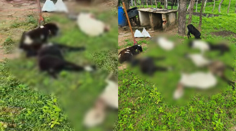 Mais de 10 bodes morrem após ataque de cães na zona rural de Beneditinos