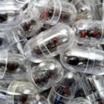 Unidade custando R$1 mil: tráfico de formigas-rainhas cresce e preocupa autoridades