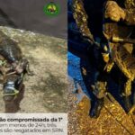 Em 24h, três jacarés são resgatados na zona urbana de São Raimundo Nonato