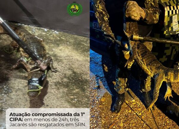 Em 24h, três jacarés são resgatados na zona urbana de São Raimundo Nonato