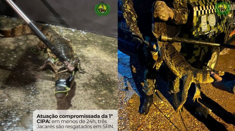 Em 24h, três jacarés são resgatados na zona urbana de São Raimundo Nonato