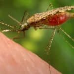 Dengue desacelera, mas mata 28 pessoas no Brasil em 2026