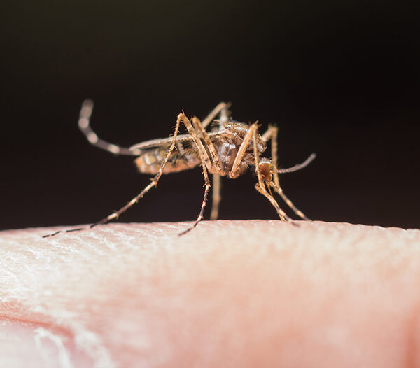 “Sangue doce” existe? Entenda por que algumas pessoas atraem mais mosquitos