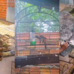 Polícia Ambiental resgata 15 aves silvestres mantidas ilegalmente em Teresina