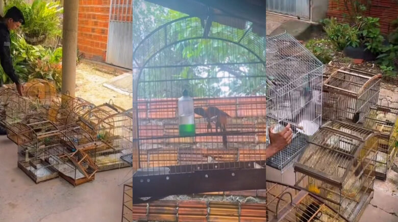Polícia Ambiental resgata 15 aves silvestres mantidas ilegalmente em Teresina