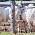 Produtores piauienses podem se inscrever no Programa Piauí + Genética para melhoria dos seus rebanhos