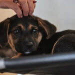 Lei define guarda compartilhada de animais de estimação; confira os detalhes