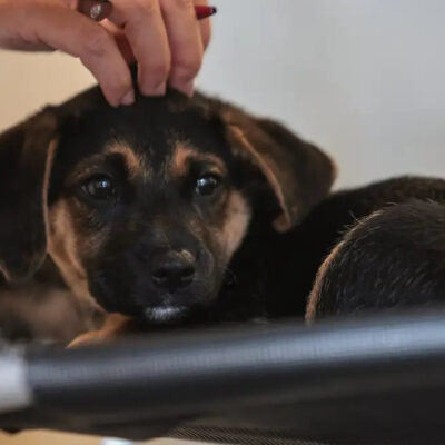 Lei define guarda compartilhada de animais de estimação; confira os detalhes