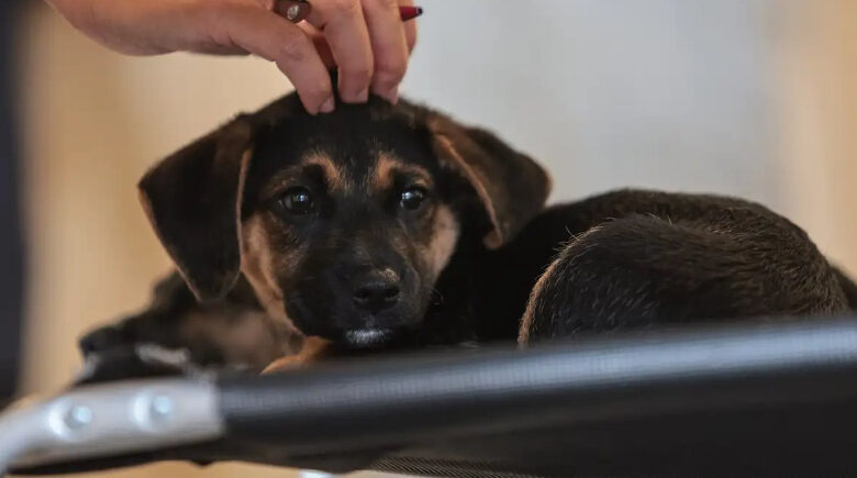 Lei define guarda compartilhada de animais de estimação; confira os detalhes