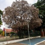 Fungo devasta mangueiras na Potycabana e acende alerta para risco de acidentes