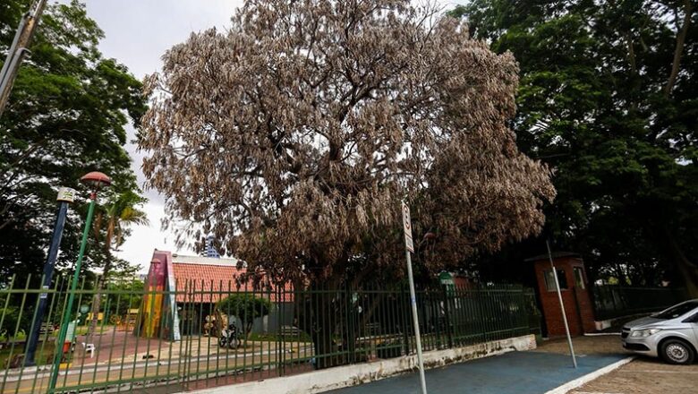 Fungo devasta mangueiras na Potycabana e acende alerta para risco de acidentes