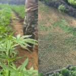 PF erradica plantação com milhares de pés de maconha e prende três suspeitos no interior do Piauí