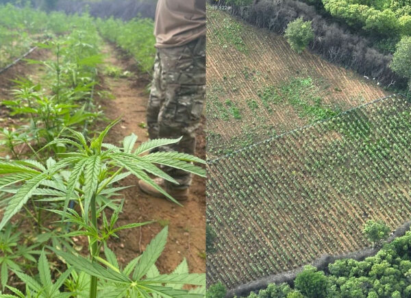 PF erradica plantação com milhares de pés de maconha e prende três suspeitos no interior do Piauí
