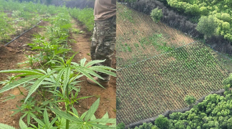 PF erradica plantação com milhares de pés de maconha e prende três suspeitos no interior do Piauí