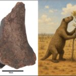 UFPI identifica fóssil de preguiça-gigante que viveu há 33 mil anos no Piauí