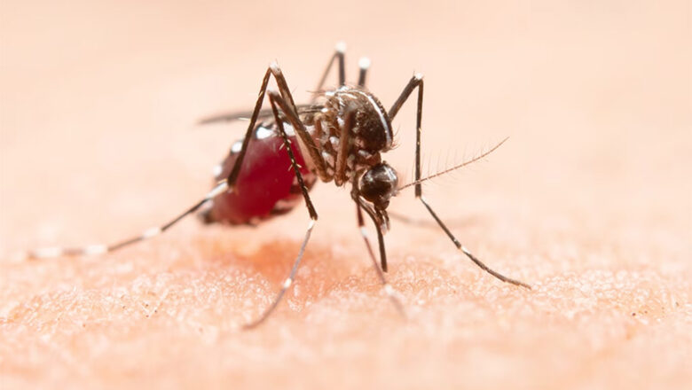 Mulher de 49 anos morre em Teresina vítima da dengue; quinta morte no Piauí