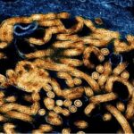 Centro de Controle e Prevenção de Doenças da África confirma 395 casos de ebola e 106 mortes