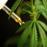 Anvisa proíbe a venda e a divulgação de dois remédios à base de cannabis
