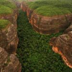 Com queda histórica de 78%, Piauí registra maior redução proporcional do desmatamento da Mata Atlântica no Brasil