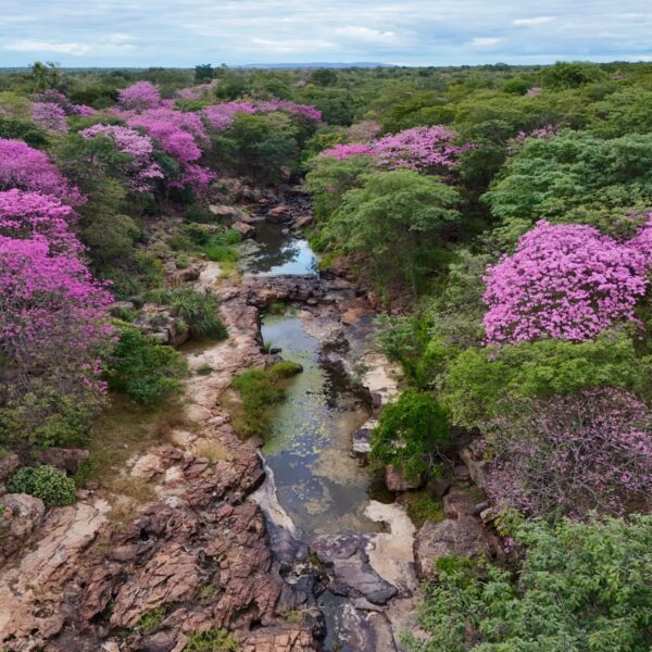 Florada dos ipês transforma Cânion do Rio Poti e impulsiona turismo em um dos maiores santuários arqueológicos das Américas