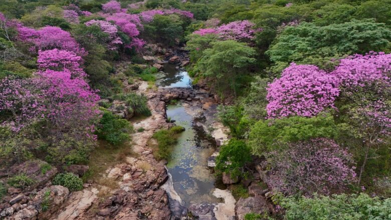 Florada dos ipês transforma Cânion do Rio Poti e impulsiona turismo em um dos maiores santuários arqueológicos das Américas