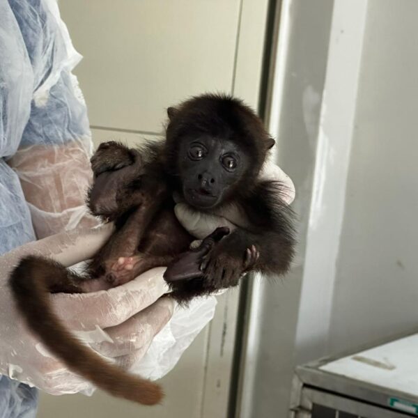 Primeiro bugio resgatado pelo Centro de Triagem de Animais Silvestres completa um mês de recuperação