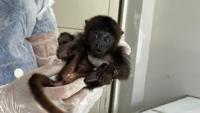 Primeiro bugio resgatado pelo Centro de Triagem de Animais Silvestres completa um mês de recuperação