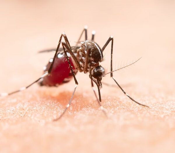 Dengue: Pio IX entra em alerta após aumento de casos e reforça ações de combate