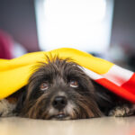 7 dicas para proteger os pets do estresse por barulho das comemorações dos jogos