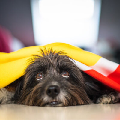 7 dicas para proteger os pets do estresse por barulho das comemorações dos jogos