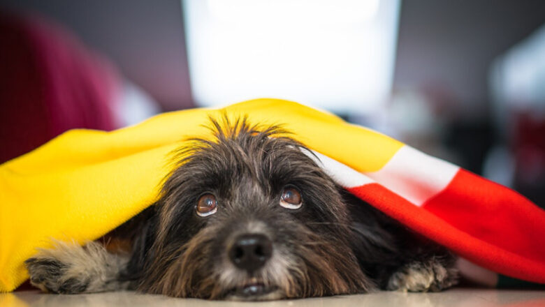 7 dicas para proteger os pets do estresse por barulho das comemorações dos jogos