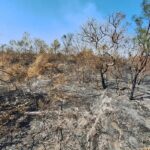 PI tem 164 cidades sob alerta de umidade; incêndio no Sul avança há 18 dias