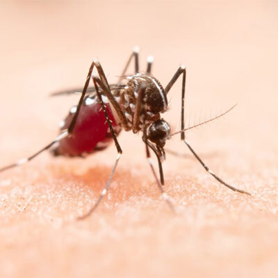 Piauí chega a 11 mortes por dengue; vítimas vão de criança a idosos